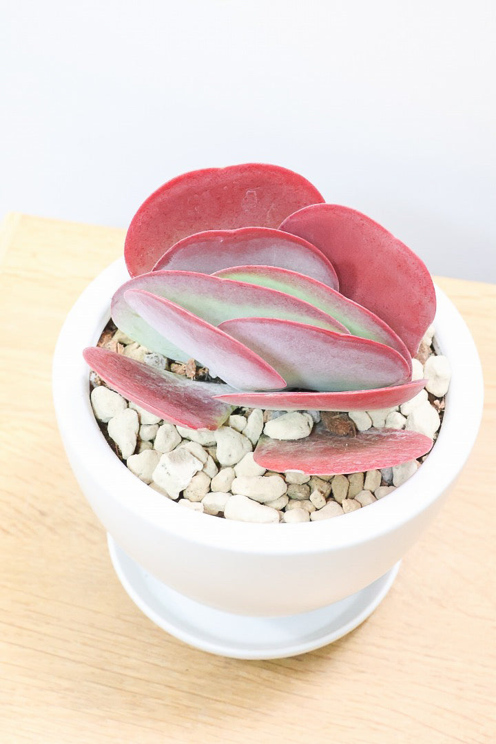 【デザートローズ】今回がラスト！次回はしばらく入荷がありません。まさに今が一番美しい時！是非ともご覧いただきたい葉色です！