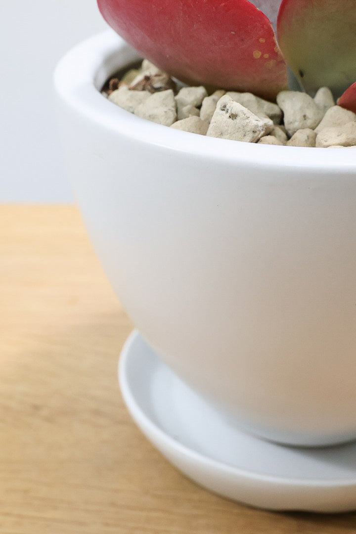 【デザートローズ】今回がラスト！次回はしばらく入荷がありません。まさに今が一番美しい時！是非ともご覧いただきたい葉色です！