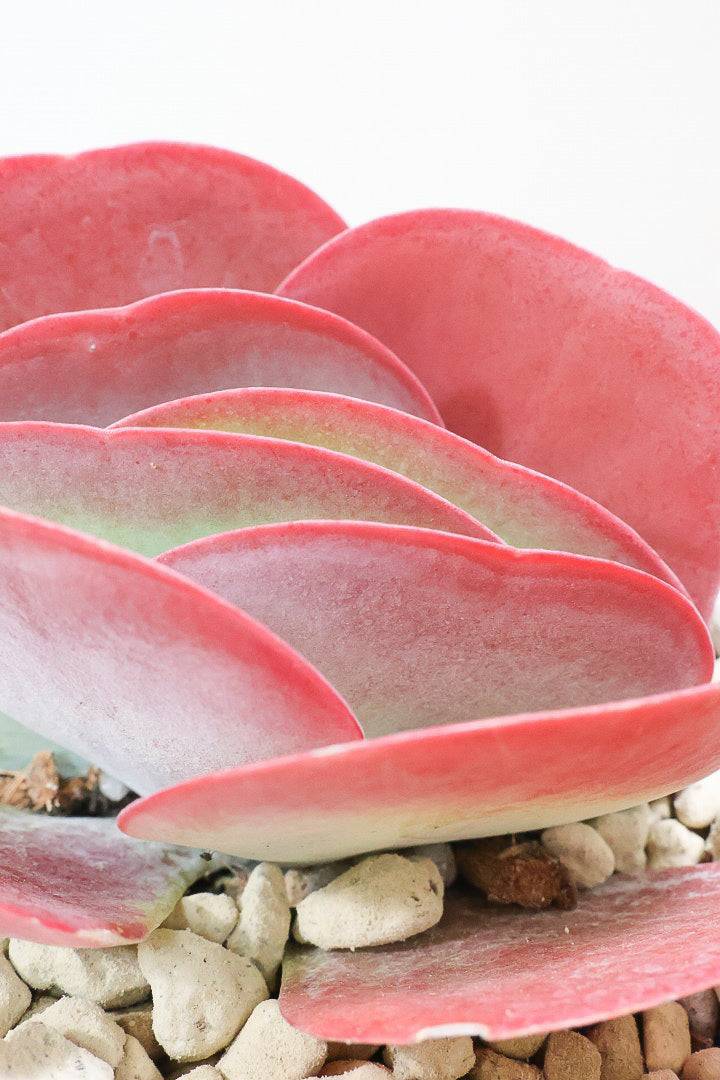 【デザートローズ】今回がラスト！次回はしばらく入荷がありません。まさに今が一番美しい時！是非ともご覧いただきたい葉色です！