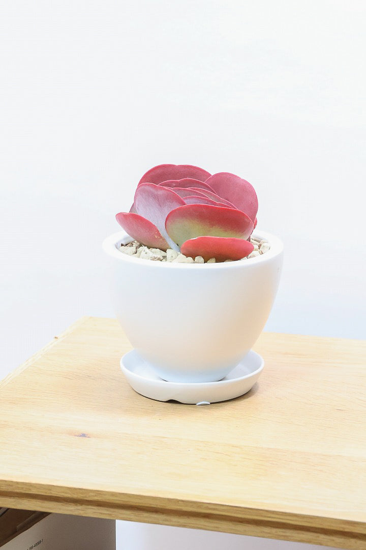 【デザートローズ】今回がラスト！次回はしばらく入荷がありません。まさに今が一番美しい時！是非ともご覧いただきたい葉色です！