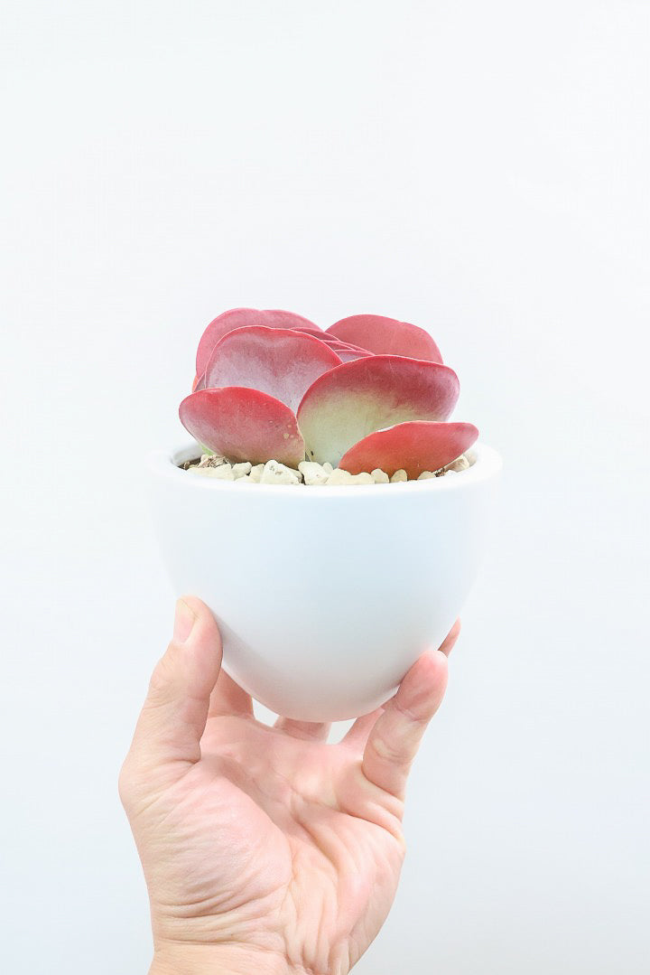 【デザートローズ】今回がラスト！次回はしばらく入荷がありません。まさに今が一番美しい時！是非ともご覧いただきたい葉色です！