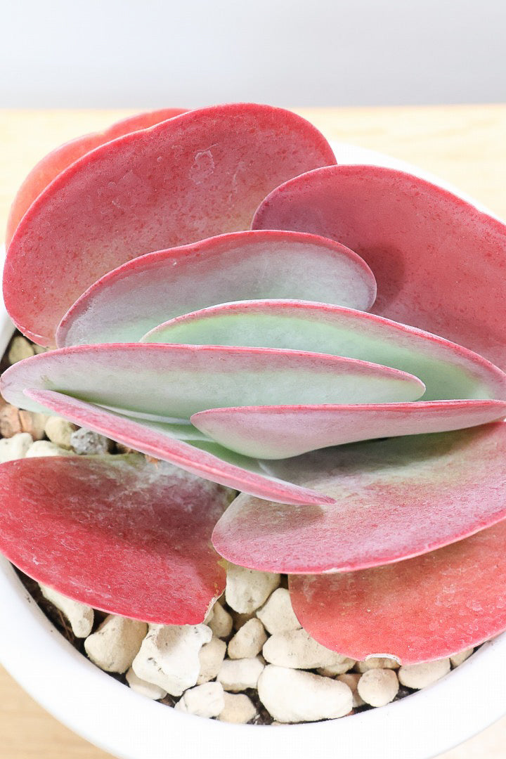 【デザートローズ】今回がラスト！次回はしばらく入荷がありません。まさに今が一番美しい時！是非ともご覧いただきたい葉色です！