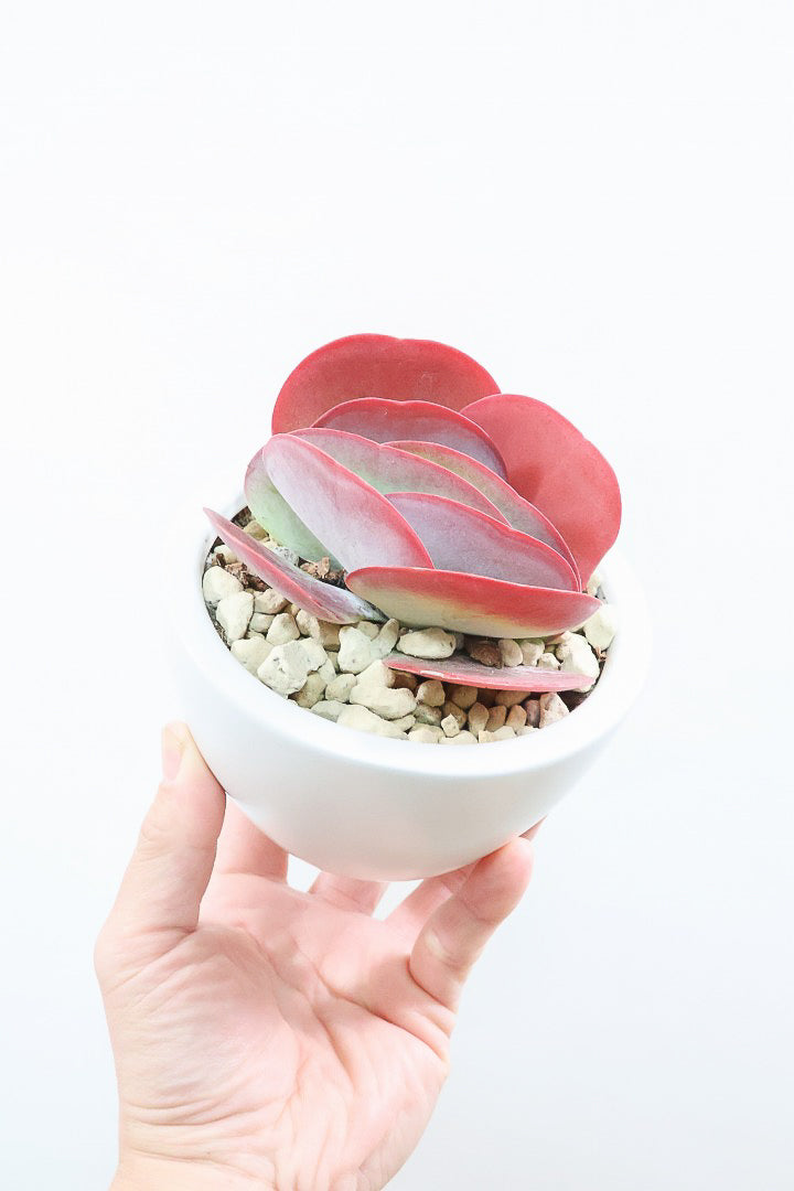 【デザートローズ】今回がラスト！次回はしばらく入荷がありません。まさに今が一番美しい時！是非ともご覧いただきたい葉色です！