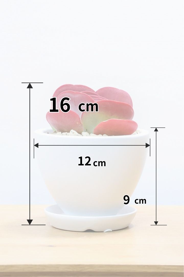 【デザートローズ】今回がラスト！次回はしばらく入荷がありません。まさに今が一番美しい時！是非ともご覧いただきたい葉色です！