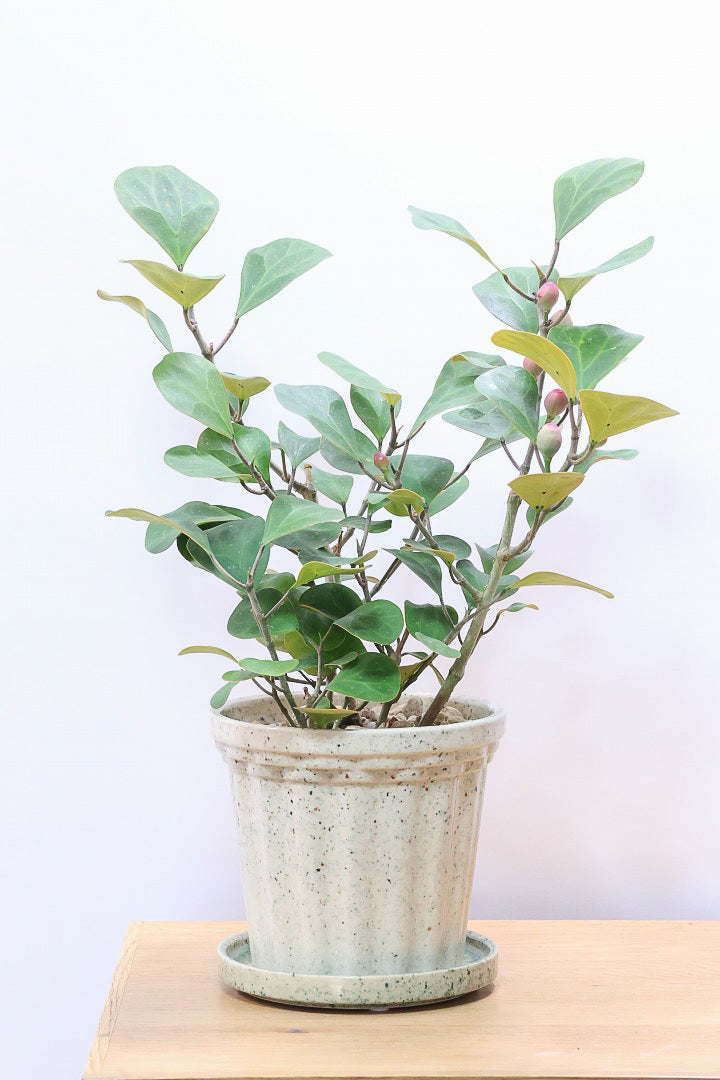 【フィカス ゴールドコイン】ボリュームがあるタイプ！肉厚のかわいい葉が特徴のゴムの木の仲間です！