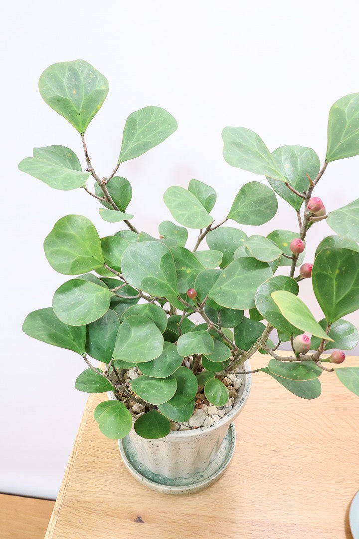 【フィカス ゴールドコイン】ボリュームがあるタイプ！肉厚のかわいい葉が特徴のゴムの木の仲間です！