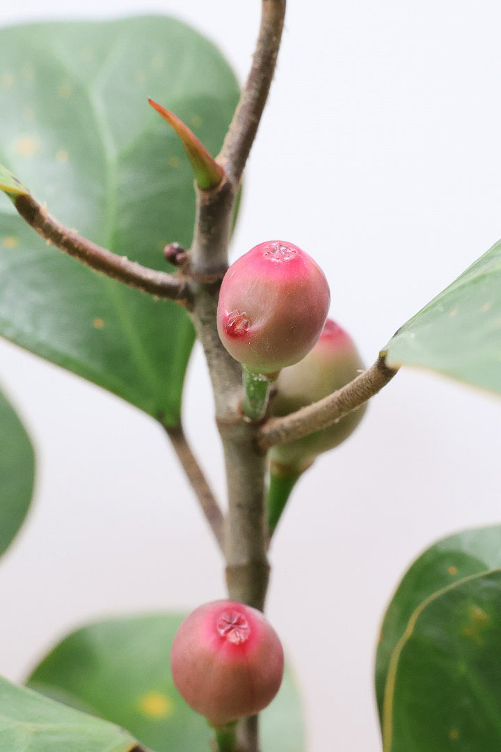 【フィカス ゴールドコイン】ボリュームがあるタイプ！肉厚のかわいい葉が特徴のゴムの木の仲間です！