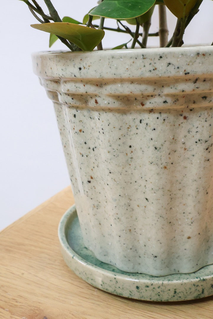 【フィカス ゴールドコイン】ボリュームがあるタイプ！肉厚のかわいい葉が特徴のゴムの木の仲間です！