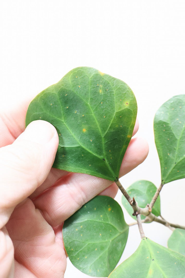 【フィカス ゴールドコイン】ボリュームがあるタイプ！肉厚のかわいい葉が特徴のゴムの木の仲間です！
