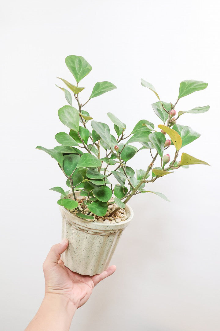 【フィカス ゴールドコイン】ボリュームがあるタイプ！肉厚のかわいい葉が特徴のゴムの木の仲間です！