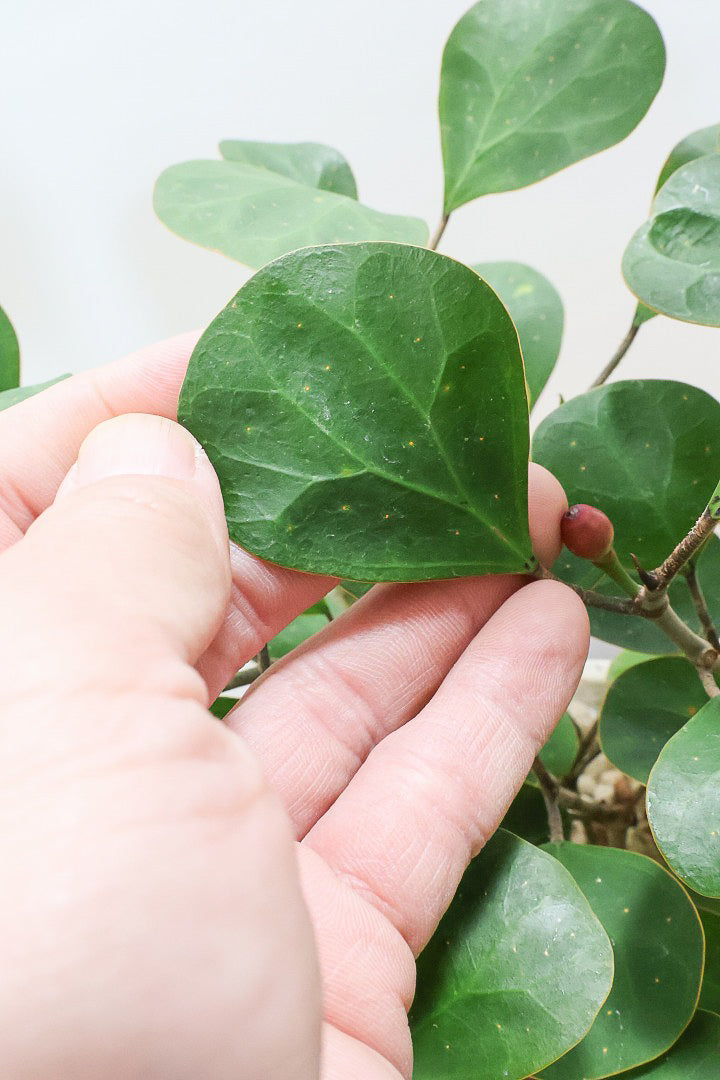 【フィカス ゴールドコイン】ボリュームがあるタイプ！肉厚のかわいい葉が特徴のゴムの木の仲間です！