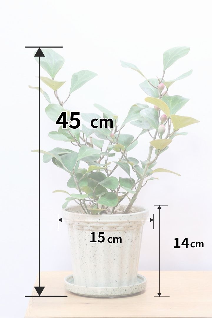 【フィカス ゴールドコイン】ボリュームがあるタイプ！肉厚のかわいい葉が特徴のゴムの木の仲間です！