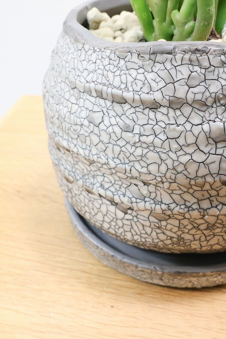 観葉植物 現品1点物！アートタイプ・ユーホルビア・オンコクラータ