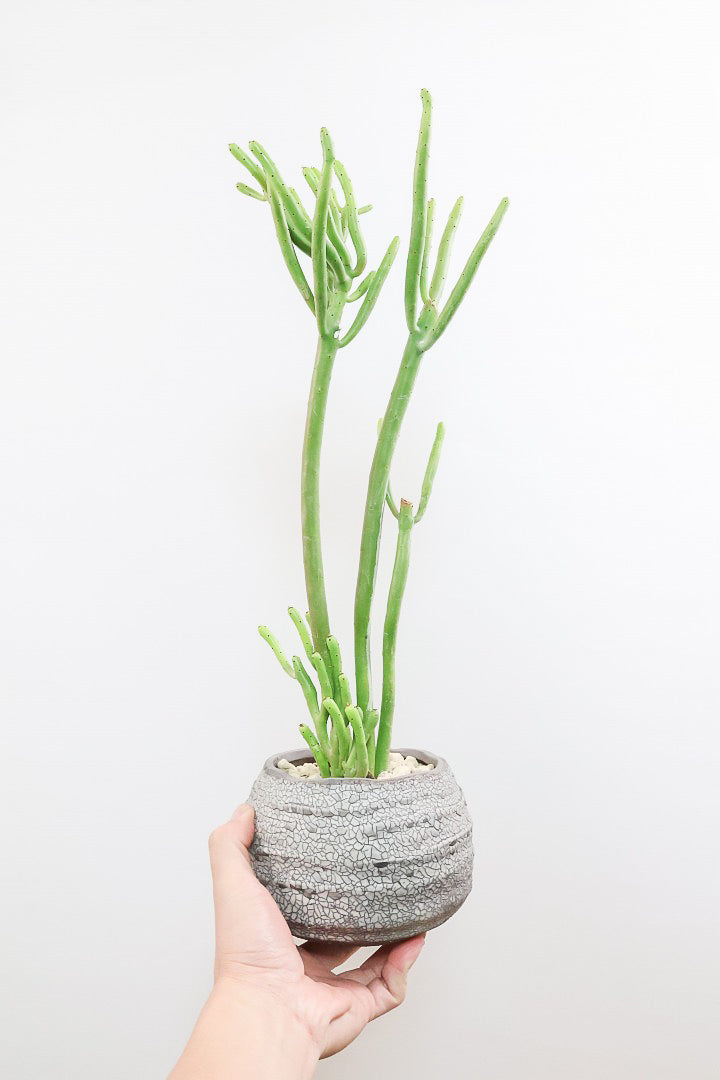 ユーフォルビア オンコクラータGL60943| 観葉植物の通信販売 | APEGO