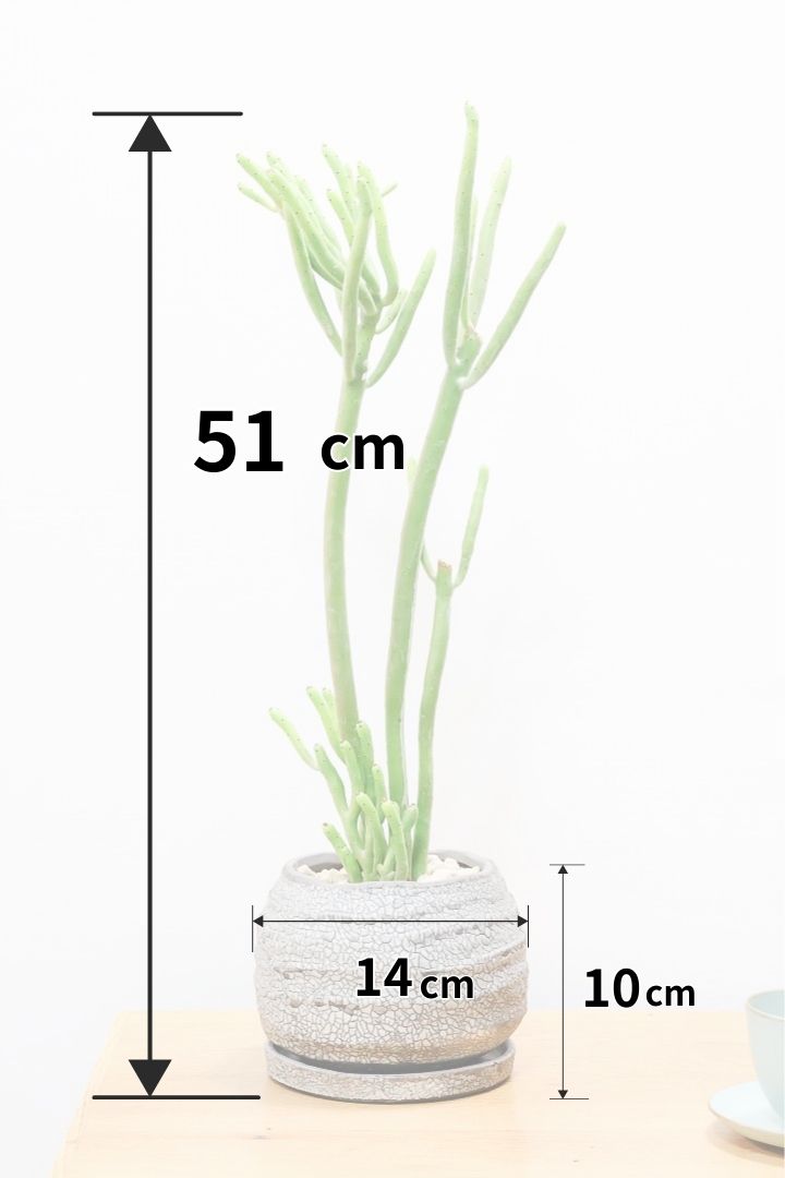 送料無料】多肉植物| 観葉植物の通信販売 | APEGO(アペーゴ)