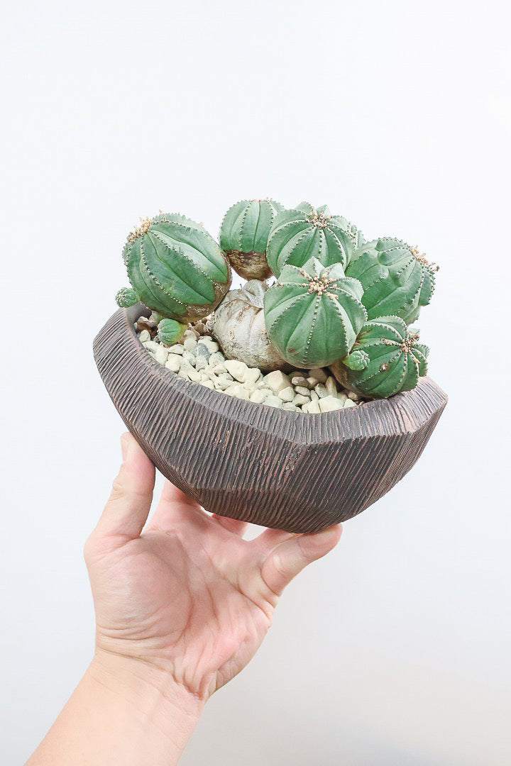 ユーフォルビア オベサ ボンテンGL60947| 観葉植物の通信販売 | APEGO