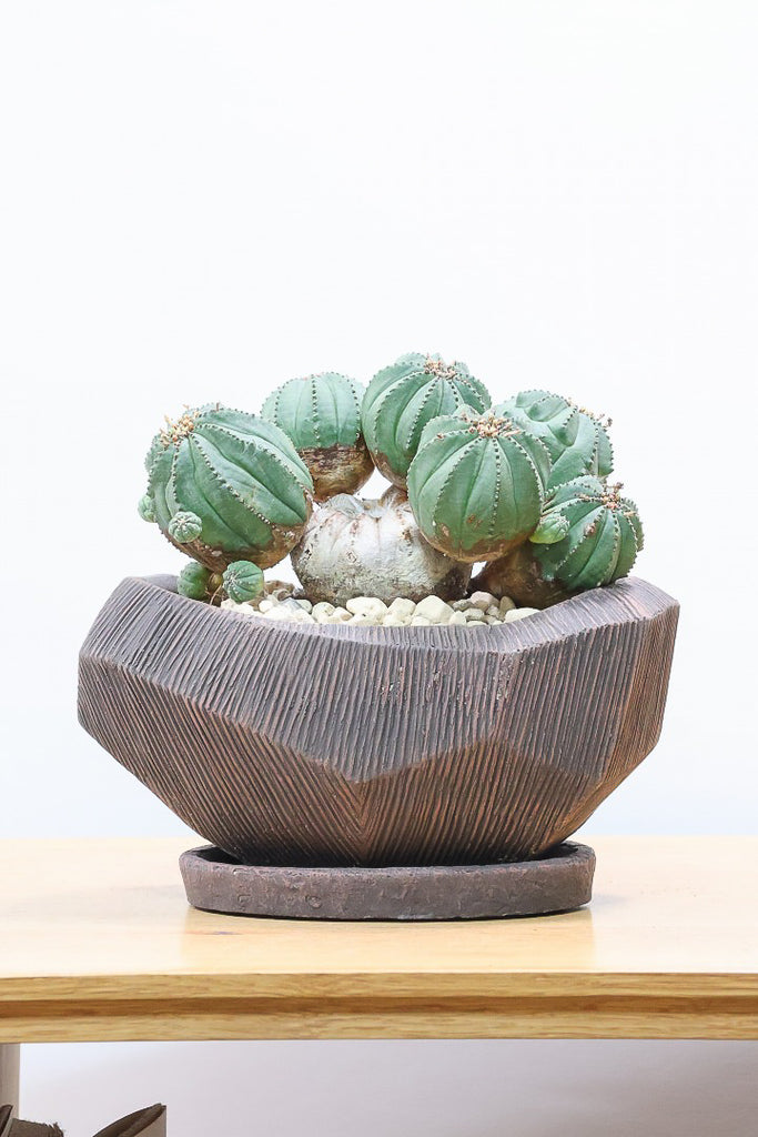 ユーフォルビア オベサ ボンテンGL60947| 観葉植物の通信販売 | APEGO