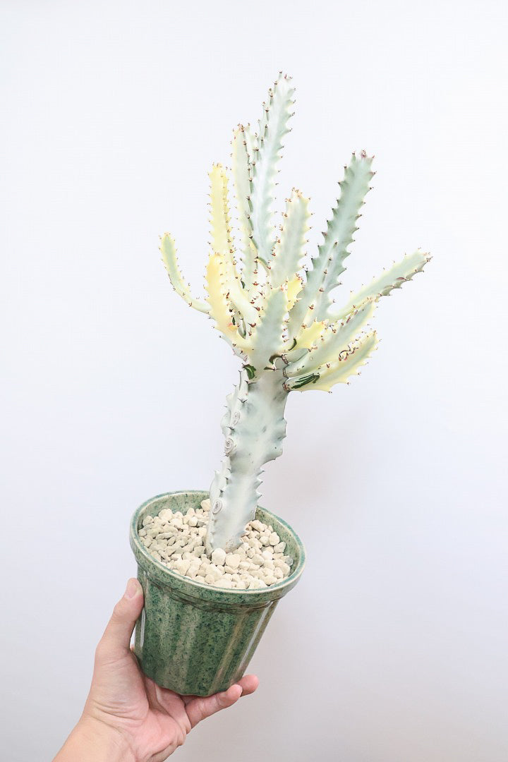 【ユーフォルビア ラクティア ホワイトゴースト】良い樹形！名前の通りホワイトの幹肌がとても美しい！意外と育てやすい！とてもいい樹形だと思います！