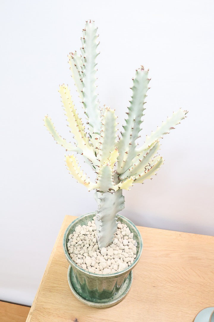 【ユーフォルビア ラクティア ホワイトゴースト】良い樹形！名前の通りホワイトの幹肌がとても美しい！意外と育てやすい！とてもいい樹形だと思います！