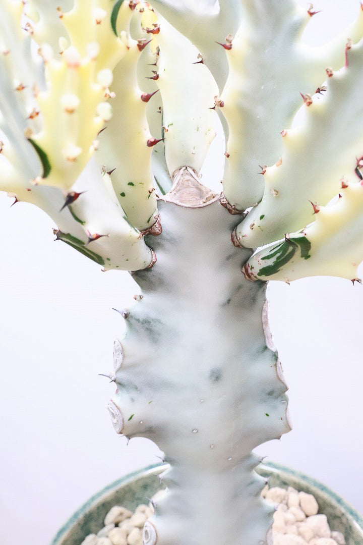 【ユーフォルビア ラクティア ホワイトゴースト】良い樹形！名前の通りホワイトの幹肌がとても美しい！意外と育てやすい！とてもいい樹形だと思います！