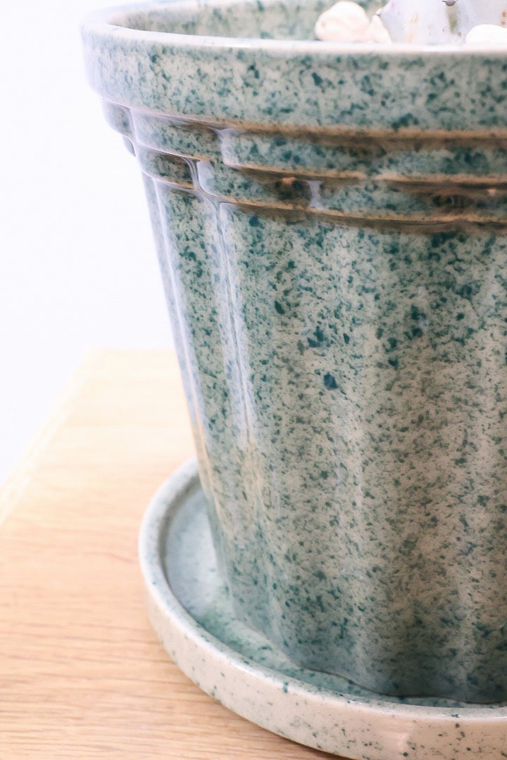 【ユーフォルビア ラクティア ホワイトゴースト】良い樹形！名前の通りホワイトの幹肌がとても美しい！意外と育てやすい！とてもいい樹形だと思います！