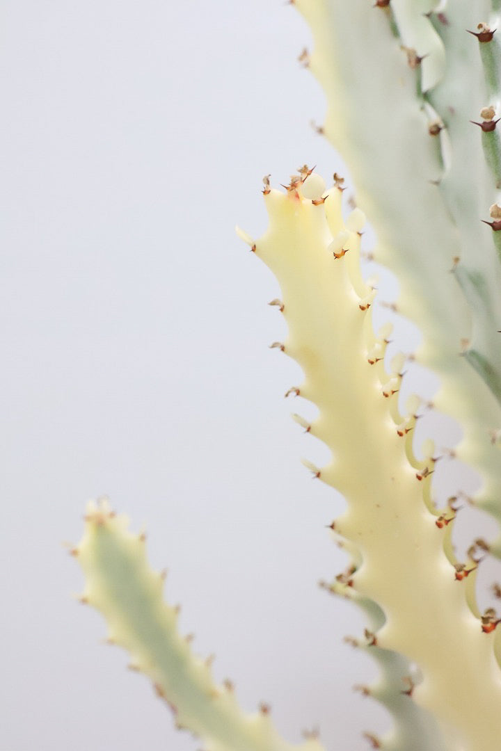 【ユーフォルビア ラクティア ホワイトゴースト】良い樹形！名前の通りホワイトの幹肌がとても美しい！意外と育てやすい！とてもいい樹形だと思います！