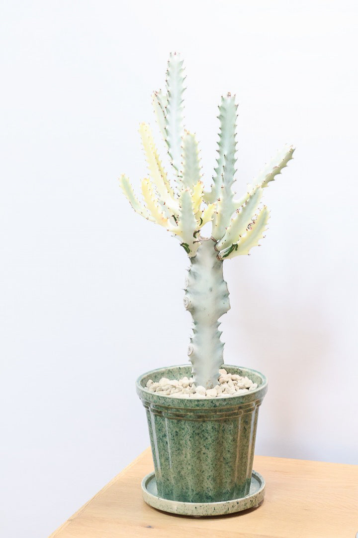 【ユーフォルビア ラクティア ホワイトゴースト】良い樹形！名前の通りホワイトの幹肌がとても美しい！意外と育てやすい！とてもいい樹形だと思います！