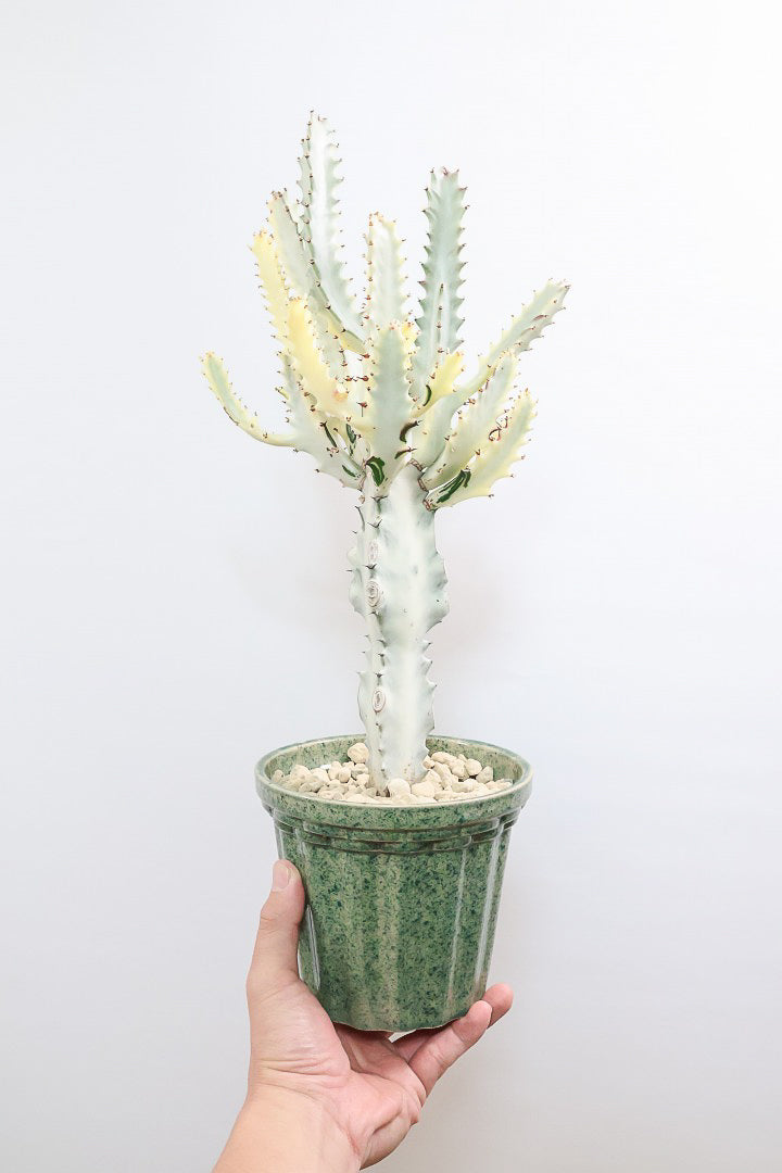 ユーフォルビア ラクティア ホワイトゴーストGR60949| 観葉植物の通信