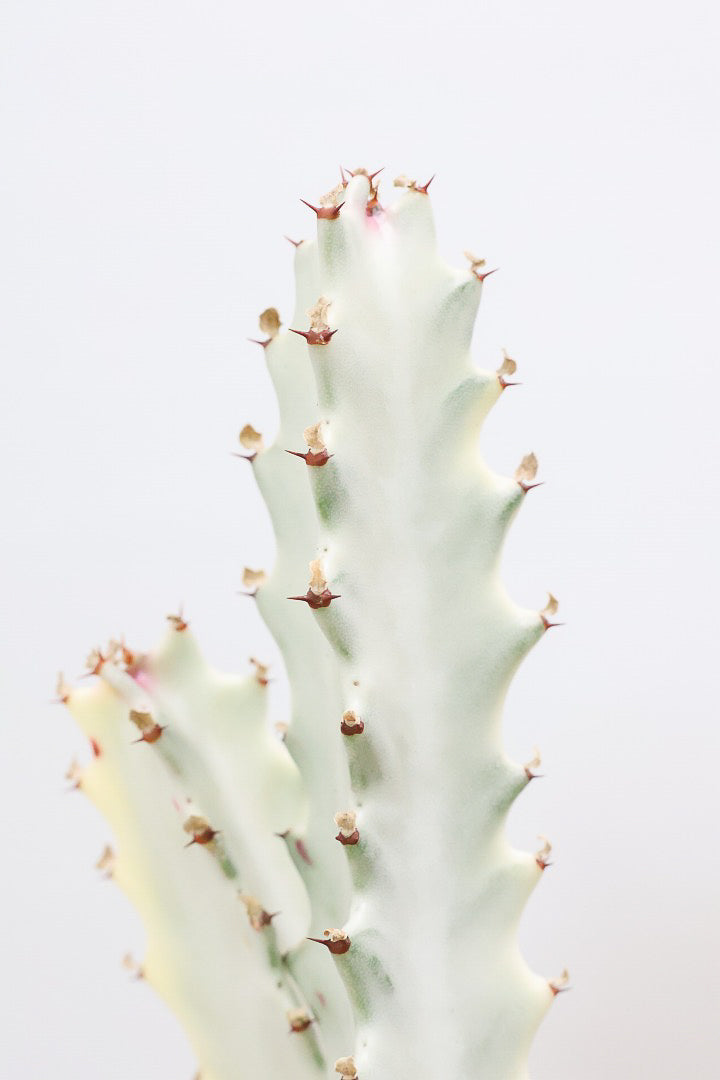 【ユーフォルビア ラクティア ホワイトゴースト】良い樹形！名前の通りホワイトの幹肌がとても美しい！意外と育てやすい！とてもいい樹形だと思います！