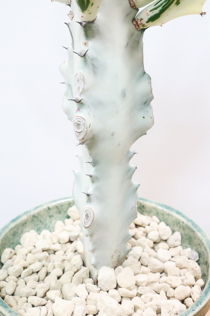 【ユーフォルビア ラクティア ホワイトゴースト】良い樹形！名前の通りホワイトの幹肌がとても美しい！意外と育てやすい！とてもいい樹形だと思います！