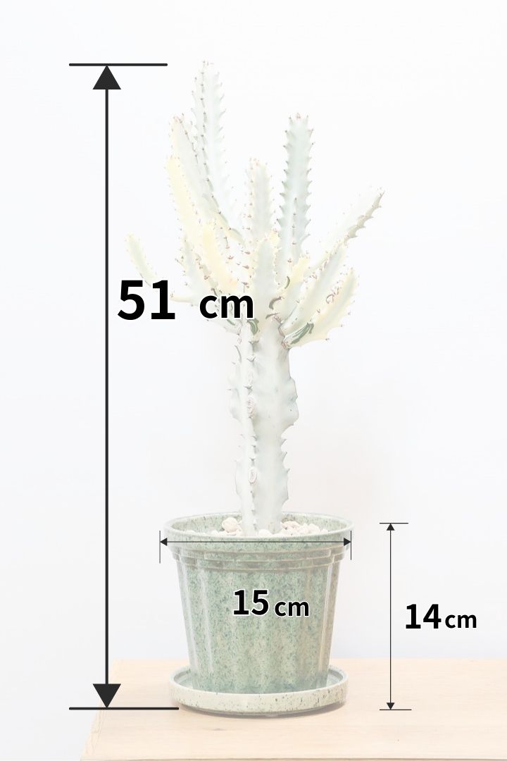 【ユーフォルビア ラクティア ホワイトゴースト】良い樹形！名前の通りホワイトの幹肌がとても美しい！意外と育てやすい！とてもいい樹形だと思います！