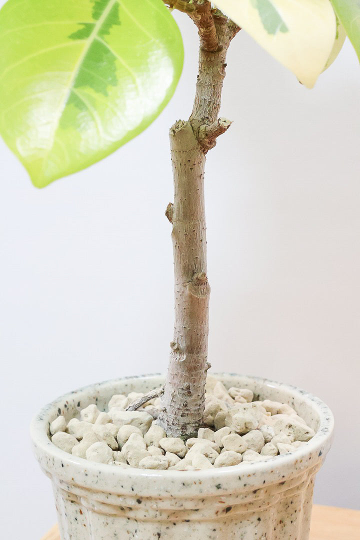 フィカス アルテシマW60951| 観葉植物の通信販売 | APEGO(アペーゴ)