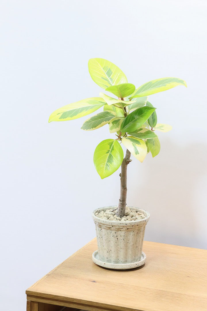 フィカス アルテシマW60951| 観葉植物の通信販売 | APEGO(アペーゴ)