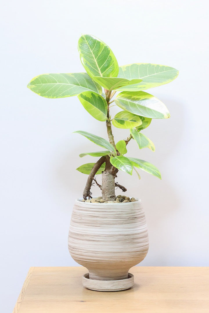 専門家が解説】元気に育つゴムの木の選び方| 観葉植物の基礎知識|APEGO