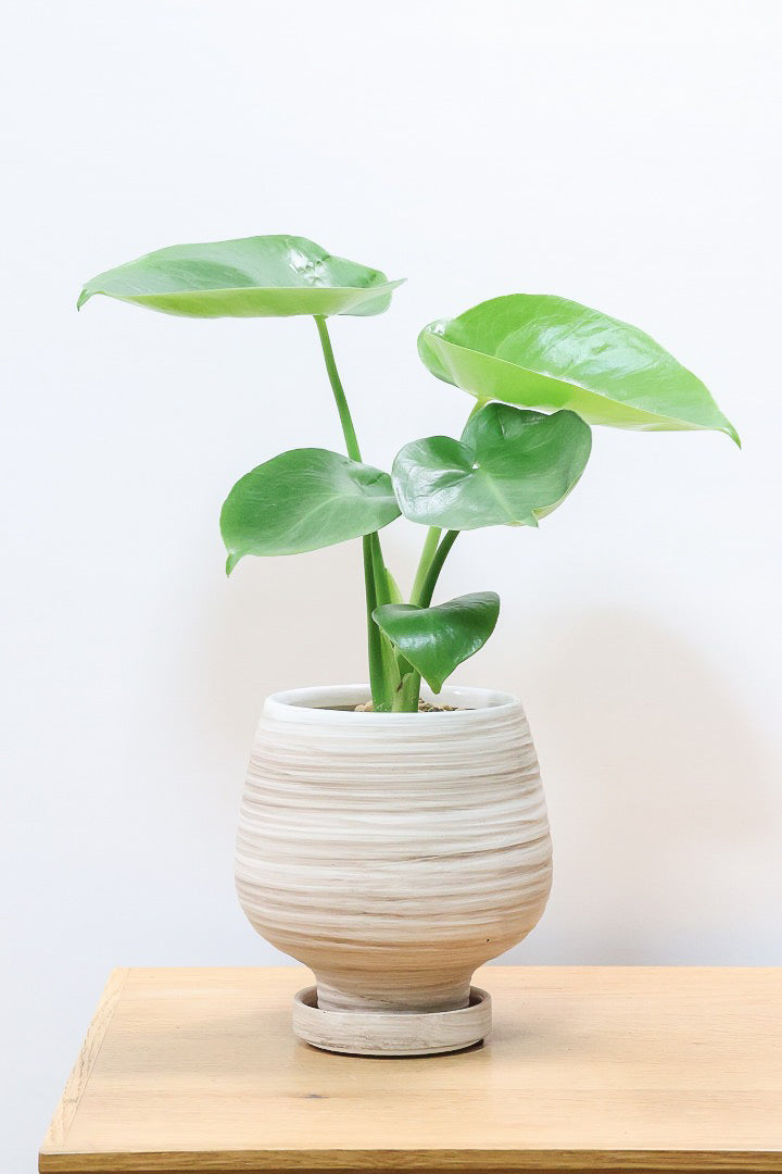 モンステラが風水的に優れている理由| 観葉植物の基礎知識|APEGO