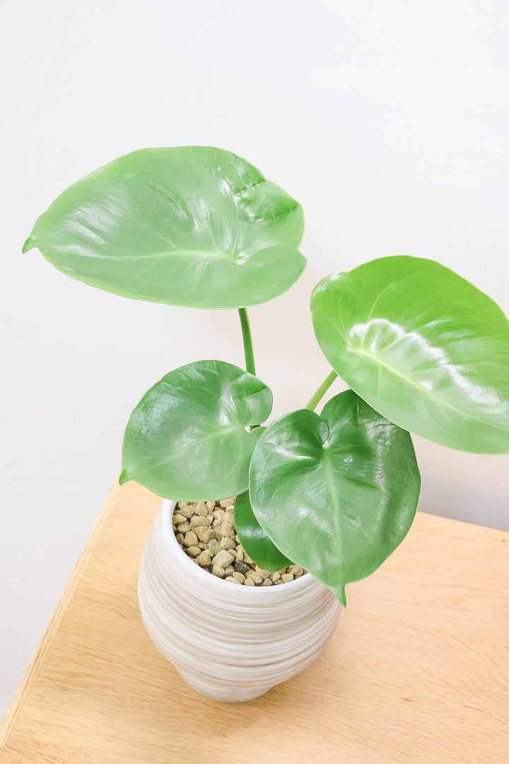 【モンステラ】人気のサイズ！コレかわいすぎますよ。だってこんなまん丸の葉っぱなんて…。