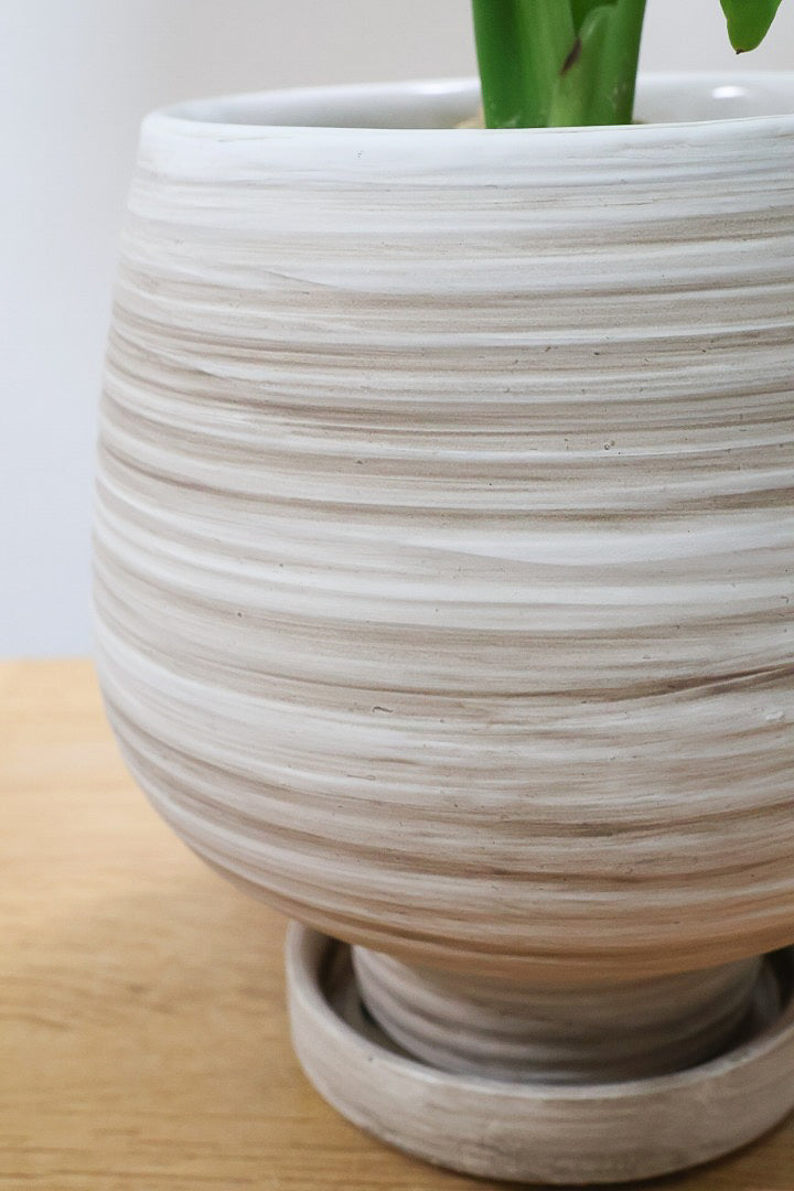 【モンステラ】人気のサイズ！コレかわいすぎますよ。だってこんなまん丸の葉っぱなんて…。