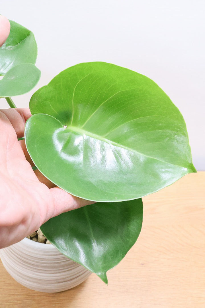 【モンステラ】人気のサイズ！コレかわいすぎますよ。だってこんなまん丸の葉っぱなんて…。