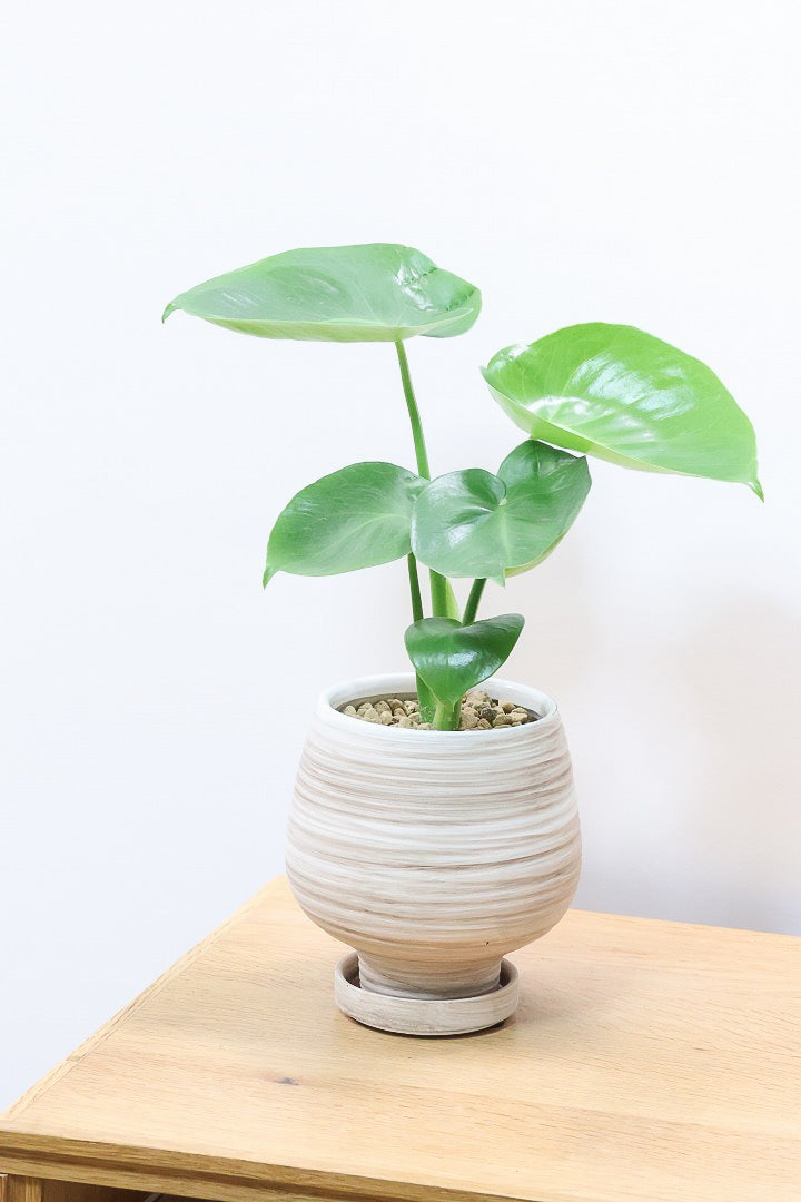 【モンステラ】人気のサイズ！コレかわいすぎますよ。だってこんなまん丸の葉っぱなんて…。