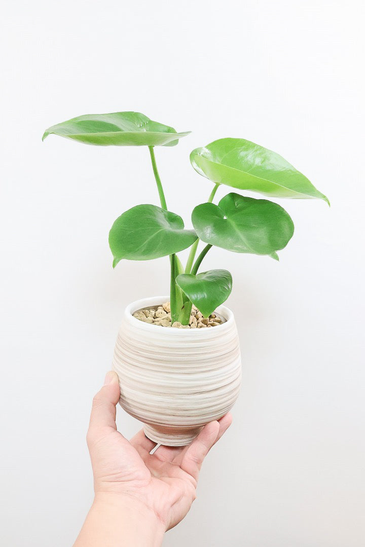 【モンステラ】人気のサイズ！コレかわいすぎますよ。だってこんなまん丸の葉っぱなんて…。