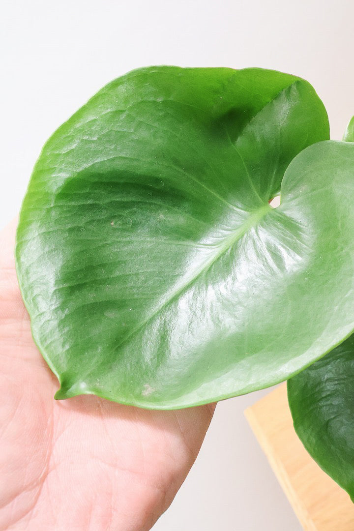 モンステラWIV60953| 観葉植物の通信販売 | APEGO(アペーゴ)