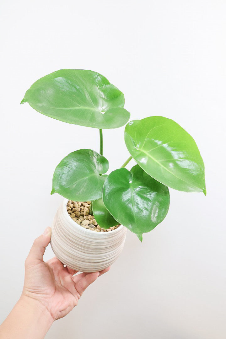 【モンステラ】人気のサイズ！コレかわいすぎますよ。だってこんなまん丸の葉っぱなんて…。