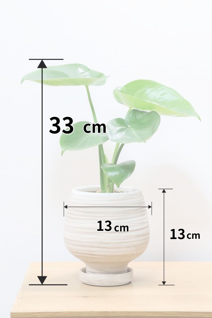 【モンステラ】人気のサイズ！コレかわいすぎますよ。だってこんなまん丸の葉っぱなんて…。