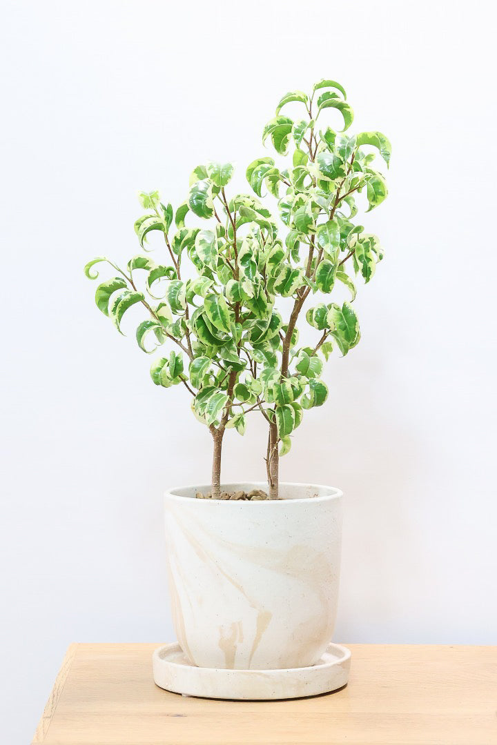 【ベンジャミン シタシオン】かわいいブラウンのラインがデザインされたPOT♪幹がしっかりとしていますが、かわいいミニサイズ！爽やかな葉っぱが素敵♪