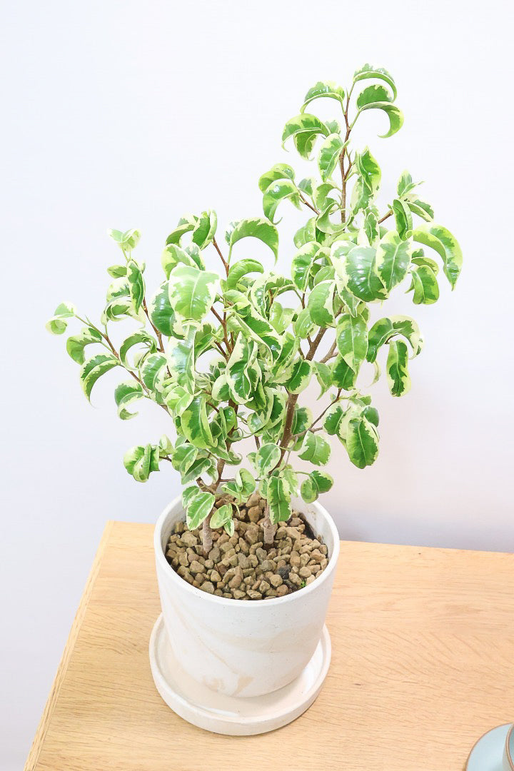 【ベンジャミン シタシオン】かわいいブラウンのラインがデザインされたPOT♪幹がしっかりとしていますが、かわいいミニサイズ！爽やかな葉っぱが素敵♪