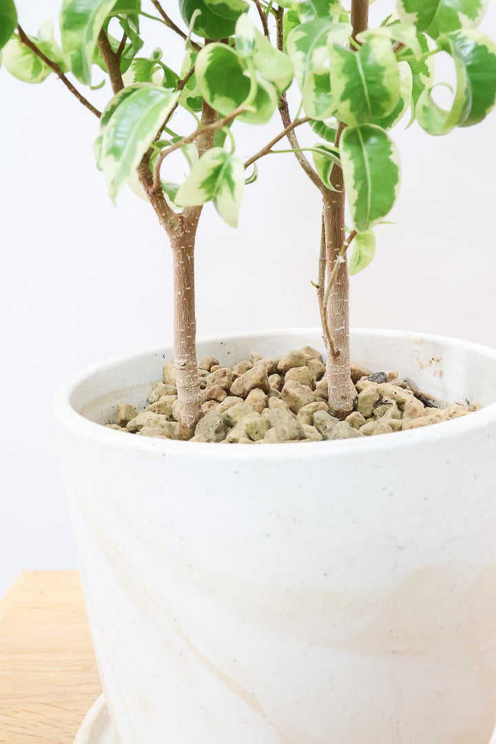 【ベンジャミン シタシオン】かわいいブラウンのラインがデザインされたPOT♪幹がしっかりとしていますが、かわいいミニサイズ！爽やかな葉っぱが素敵♪