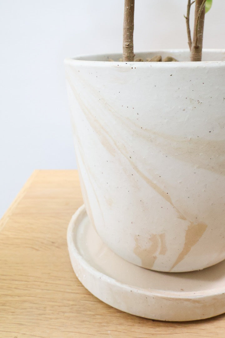 【ベンジャミン シタシオン】かわいいブラウンのラインがデザインされたPOT♪幹がしっかりとしていますが、かわいいミニサイズ！爽やかな葉っぱが素敵♪