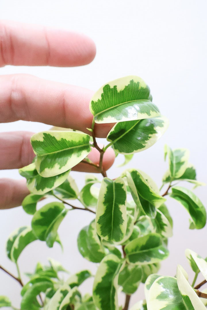【ベンジャミン シタシオン】かわいいブラウンのラインがデザインされたPOT♪幹がしっかりとしていますが、かわいいミニサイズ！爽やかな葉っぱが素敵♪