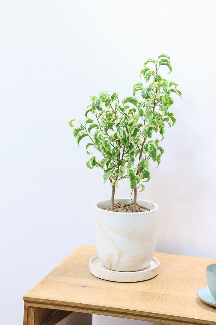 【ベンジャミン シタシオン】かわいいブラウンのラインがデザインされたPOT♪幹がしっかりとしていますが、かわいいミニサイズ！爽やかな葉っぱが素敵♪