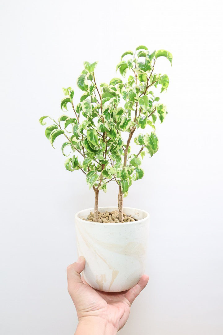 【ベンジャミン シタシオン】かわいいブラウンのラインがデザインされたPOT♪幹がしっかりとしていますが、かわいいミニサイズ！爽やかな葉っぱが素敵♪